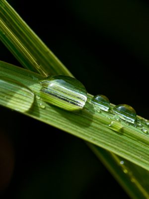 Beautiful water drops