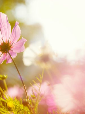 Daisy flower against the sunlight