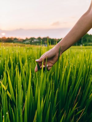 Unrecognizable female touching grass at down